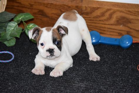 18 Wooster boxer <b>puppies</b>. . Puppies for sale in ohio under 300